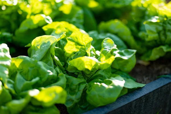stock image Cultivating lettuce in summer season. Growing own herbs and vegetables in a homestead. Gardening and lifestyle of self-sufficiency.