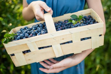 Kadın eli böğürtlenli sepeti tutuyor. Sıcak ve güneşli bir yaz gününde organik yaban mersini çiftliğinden taze böğürtlen toplamak. Taze sağlıklı organik gıda. Yazın aile aktiviteleri.