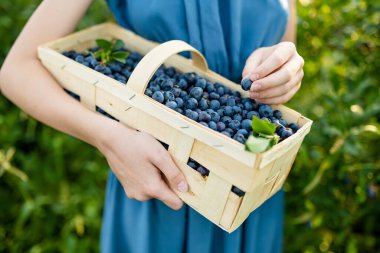 Kadın eli böğürtlenli sepeti tutuyor. Sıcak ve güneşli bir yaz gününde organik yaban mersini çiftliğinden taze böğürtlen toplamak. Taze sağlıklı organik gıda. Yazın aile aktiviteleri.
