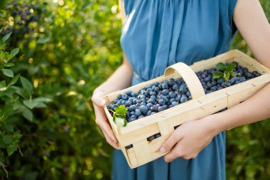 Kadın eli böğürtlenli sepeti tutuyor. Sıcak ve güneşli bir yaz gününde organik yaban mersini çiftliğinden taze böğürtlen toplamak. Taze sağlıklı organik gıda. Yazın aile aktiviteleri.