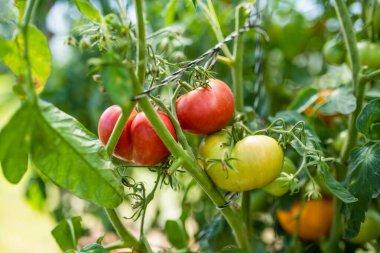 Çalıların üzerinde taze taze organik domates yetiştirmek. Çiftlikte kendi meyve ve sebzelerini yetiştiriyorlar. Bahçıvanlık ve kendi kendine yeten yaşam tarzı.