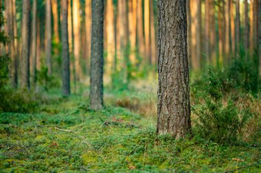Güzel bir çam ve yaprak döken orman, Litvanya, Avrupa