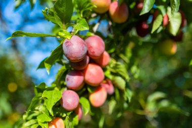 Meyve bahçesindeki bir ağaç dalında mor erikler. Sonbahar günü olgun meyveler toplamak. Çiftlikte kendi meyve ve sebzelerini yetiştiriyorlar. Bahçıvanlık ve kendi kendine yeten yaşam tarzı.