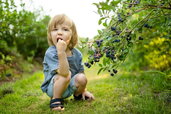 Carino Bambino Che Raccoglie Bacche Fresche Nella Fattoria Mirtilli Biologici — Foto Stock