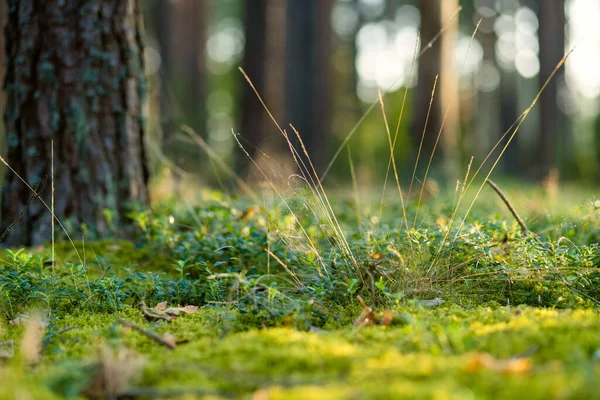 Dettagli Bella Foresta Mista Pini Latifoglie Lituania Europa — Foto Stock