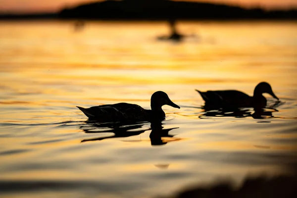 Silhouette Anatre Che Nuotano Fiume Tramonto Estivo Uccelli Natura — Foto Stock