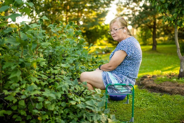 美丽的老妇人在花园里采摘黑醋栗浆果 在家乡种植自己的水果和蔬菜 自给自足的园艺和生活方式 — 图库照片