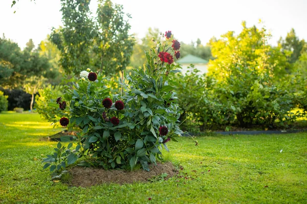 Fleurs Dahlia Colorées Dans Jardin Arrière Cour Automne Saison Automne — Photo