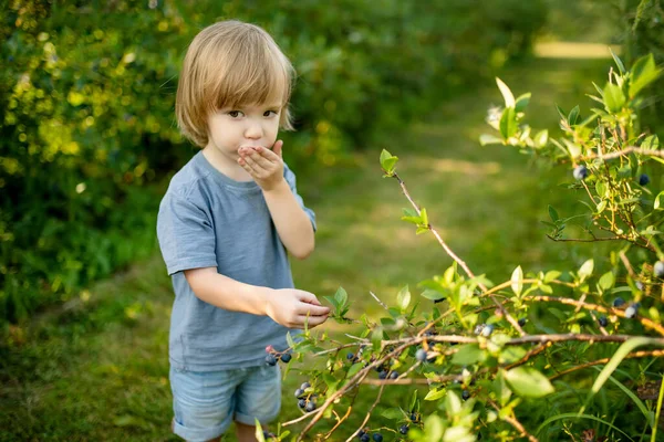 Anak Laki Laki Lucu Memetik Buah Beri Segar Pertanian Blueberry — Stok Foto