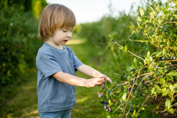 Anak Laki Laki Lucu Memetik Buah Beri Segar Pertanian Blueberry — Stok Foto