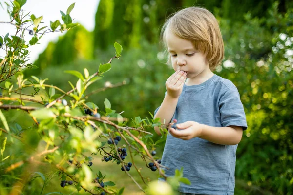 Cute Toddler Boy Picking Fresh Berries Organic Blueberry Farm Warm — Stock Photo, Image