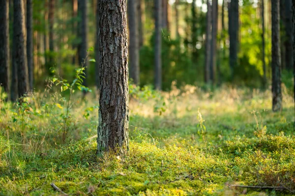 Hermoso Pino Mixto Bosque Caducifolio Lituania Europa — Foto de Stock