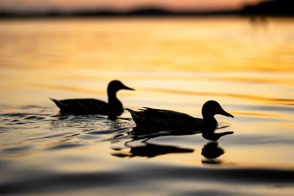 Yaz Günbatımında Nehirde Yüzen Ördek Siluetleri Doğadaki Kuşlar — Stok fotoğraf