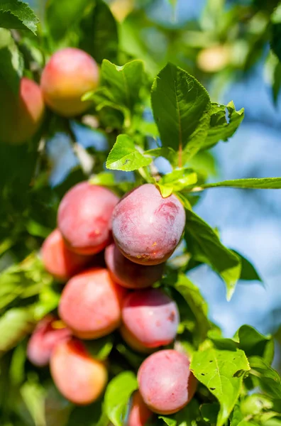 Purple Plums Tree Branch Orchard Harvesting Ripe Fruits Autumn Day — Stock Photo, Image