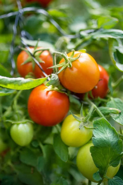Biologische Verse Tomatenplanten Rijpen Een Struik Eigen Groenten Fruit Verbouwen — Stockfoto