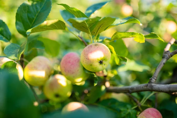가을에는 사과나무 가지에 사과를 놓는다 과수원에서 과일을 수확한다 집에서 채소를 — 스톡 사진