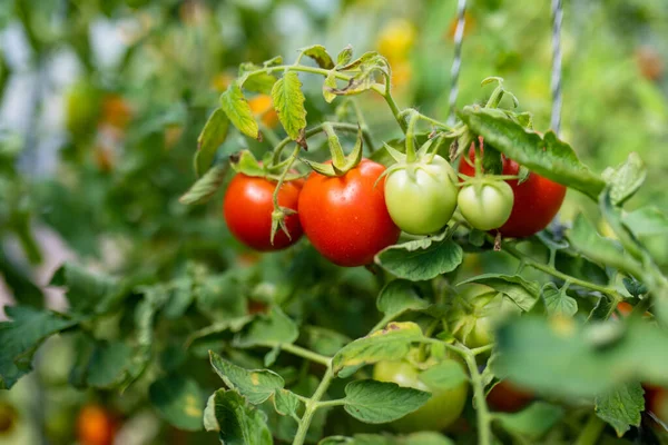 Zrání Čerstvých Organických Rajčat Keři Pěstování Vlastního Ovoce Zeleniny Usedlosti — Stock fotografie