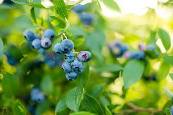 stock image Organic blueberry berries ripening on bushes in an orchard. Harvesting fresh ripe berries.