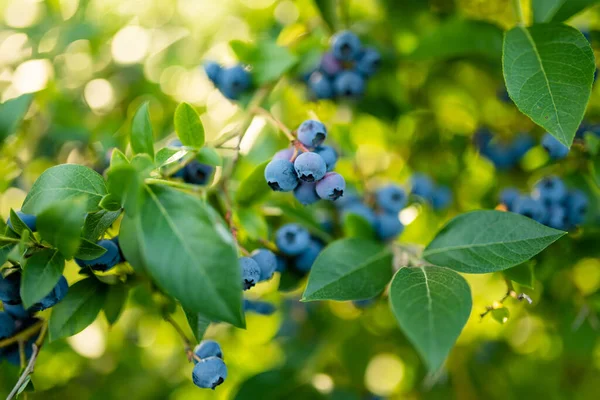 Berry Blueberry Organik Matang Semak Semak Kebun Memanen Buah Matang — Stok Foto
