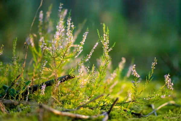 Detail Van Een Bloeiende Heide Plant Het Litouwse Landschap Prachtig — Stockfoto