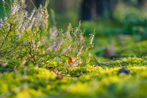リトアニアの風景の開花ヘザー植物の詳細 美しい屋外風景 — ストック写真