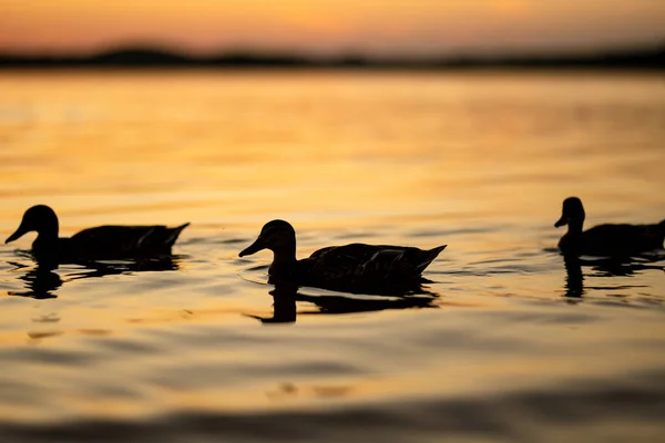 Siluete Rațe Înotând Într Râu Apusul Verii Păsări Natură — Fotografie, imagine de stoc