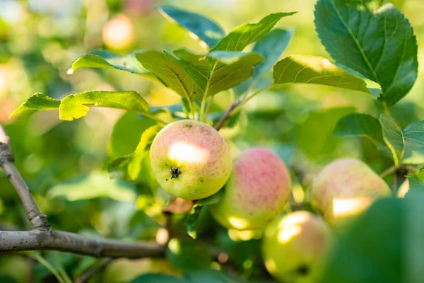 秋の暖かい日にリンゴの木の枝に赤いリンゴ リンゴ園で熟した果物を収穫する 自宅で果物や野菜を栽培しています 自給自足の庭園と生活様式 — ストック写真