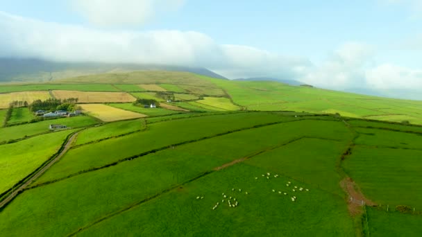 Vista Aérea Infinitas Pastagens Exuberantes Terras Agrícolas Península Dingle Irelands — Vídeo de Stock