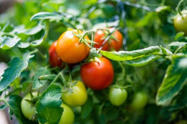 Çalıların üzerinde taze taze organik domates yetiştirmek. Çiftlikte kendi meyve ve sebzelerini yetiştiriyorlar. Bahçıvanlık ve kendi kendine yeten yaşam tarzı.
