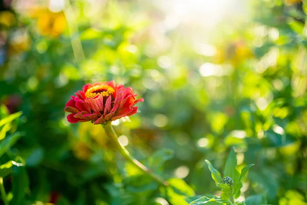 Red Orange Zinnia Flowers Blossoming Summer Garden Beauty Nature — Stock Photo, Image