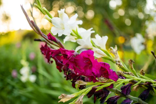 庭に咲くカラフルなグラジオラスや剣ユリの花 グラジオラスの花のクローズアップ 夏に花が咲きます 自然の美しさ — ストック写真