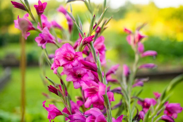 Värikäs Gladiolus Tai Miekka Lilja Kukkia Kukkivat Puutarhassa Lähikuva Gladioluksen — kuvapankkivalokuva