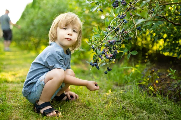 Cute Toddler Boy Picking Fresh Berries Organic Blueberry Farm Warm — Stock Photo, Image
