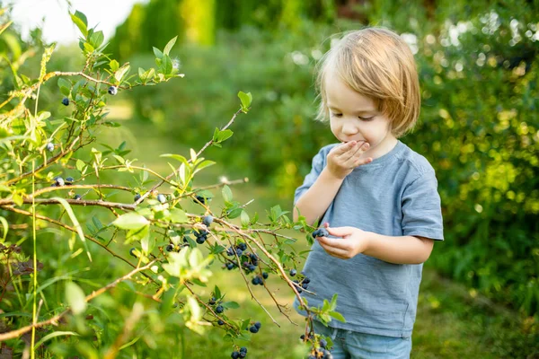 따뜻하고 여름날 유기농 블루베리 농장에서 베리를 귀여운 사내아이 아이들을 신선하고 — 스톡 사진