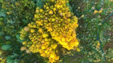 Aerial autumn view of forest and boggy terrain in vicinity of Kirkilai karst lakelets site, unique region with high concentration of sinkholes, exceptional water bodies, Birzai, Lithuania