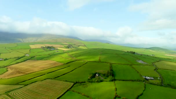 Letecký Pohled Nekonečné Bujné Pastviny Zemědělské Půdy Irelands Dingle Peninsula — Stock video
