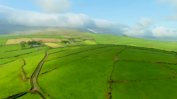 Vista Aérea Sinfín Exuberantes Pastos Tierras Cultivo Península Irelands Dingle — Vídeo de stock