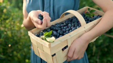 Ağır çekimde, kadınların elinde yaban mersinli sepet tutarken çekilmiş. Sıcak ve güneşli bir yaz gününde organik yaban mersini çiftliğinden taze böğürtlen toplamak. Taze sağlıklı organik yiyecekler..