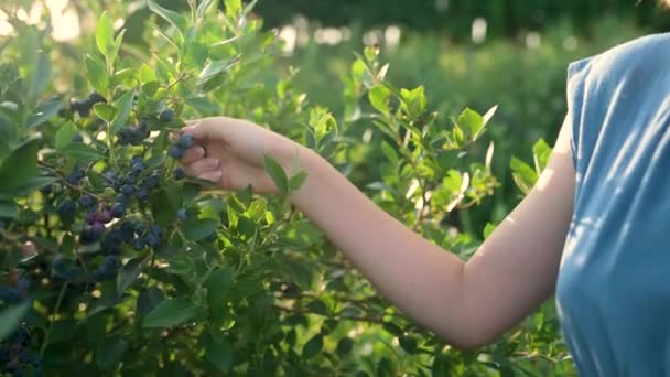 블루베리가 바구니를 여성들의 움직임을 영상이다 따뜻하고 여름날 유기농 블루베리 농장에서 — 비디오