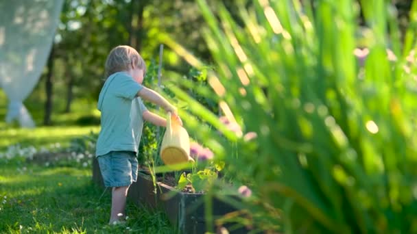 Cute Blond Little Toddler Watering Pot Outdoors Garden Kid Helping — Vídeo de stock