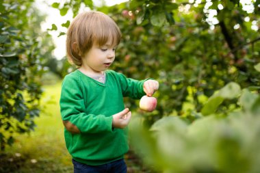 Tatlı çocuk yaz günü elma bahçesinde elma toplamaya yardım ediyor. Çocuk bahçede meyve topluyor. Çocuklar için taze sağlıklı yiyecekler. Yaz aylarında aile beslenmesi.
