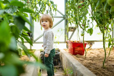 Güneşli bir yaz gününde serada eğlenen tatlı bir çocuk. Çocuk günlük ev işlerine yardım ediyor. Çocuklar için bahçe etkinliği.