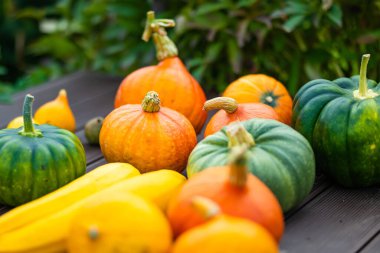 Çiftçi pazarında dekoratif turuncu balkabakları sergileniyor. Güneş ışığında turuncu süs balkabakları.