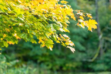 Güzel altın akçaağaç yaprakları parlak bir sonbahar gününde bir ağaç dalında. Doğada güzellik.