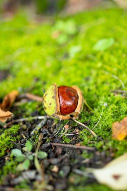 Kestaneler sonbaharda yerde yatar. Doğada güzellik.