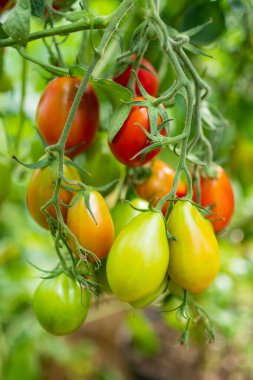 Çalıların üzerinde taze taze organik domates yetiştirmek. Çiftlikte kendi meyve ve sebzelerini yetiştiriyorlar. Bahçıvanlık ve kendi kendine yeten yaşam tarzı.