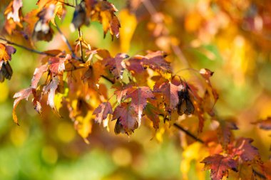 Güzel kırmızı Japon akçaağaç yaprakları parlak bir sonbahar gününde bir ağaç dalında. Doğada güzellik.