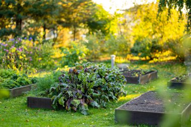 Yaz mevsiminde pancar yetiştiriyorum. Çiftlikte kendi otlarını ve sebzelerini yetiştiriyorlar. Bahçıvanlık ve kendi kendine yeten yaşam tarzı.