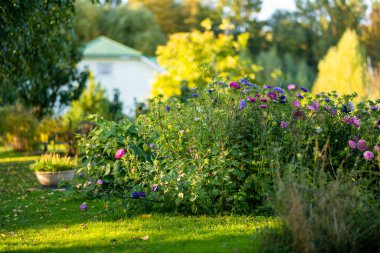 Bulanık yeşil arka planda mor, pembe ve beyaz paskalya çiçekleri. Yaz sezonu. Dekoratif çiçekler.