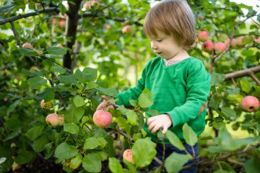 Tatlı çocuk yaz günü elma bahçesinde elma toplamaya yardım ediyor. Çocuk bahçede meyve topluyor. Çocuklar için taze sağlıklı yiyecekler. Yaz aylarında aile beslenmesi.